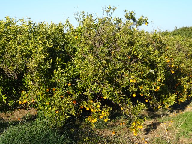 Amposta